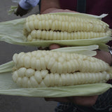Two ears of RARE Heirloom Organic Incan Cuzco Maize Seeds !!!WORLD'S LARGEST!! Giant White Peruvian Sweet Corn held by a person with a blurred background