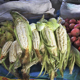 RARE Heirloom Organic Incan Cuzco Maize Seeds !!!WORLD'S LARGEST!! Giant White Peruvian Sweet Corn with green husks displayed among other vegetables at a market.