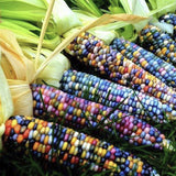 Heirloom Organic Indian Corn Seeds (Aka Glass Gem Corn) in a basket on grass
