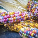 Heirloom Organic Indian Corn Seeds (Aka Glass Gem Corn) on a blue surface