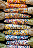 Heirloom Organic Indian Corn Seeds (Aka Glass Gem Corn) on a dark background