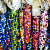 Heirloom Organic Indian Corn Seeds (Aka Glass Gem Corn) on a natural background