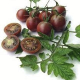 Heirloom Organic Chocolate Cherry Tomato with green leaves on a white background