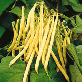 Heirloom Organic Yellow Pencil Pod Bush Beans growing on a plant with green leaves