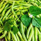 Organic Heirloom Top Crop Bush Bean with leaves on a wooden surface