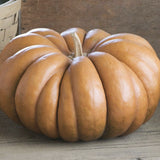RARE Heirloom Organic Cinderella Pumpkin (Musquee De Provence Pumpkin, Fairytale pumpkin) on a wooden surface