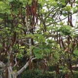 Rare Organic Carob Tree  (Locust Bean Tree/ St. John's Bread Tree)