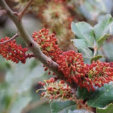 Red flowers on a Rare Organic Carob Tree  (Locust Bean Tree/ St. John's Bread Tree) with green leaves