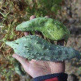 Hand holding a Rare Organic Heirloom Caigua with thorns against a blurred natural background