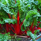 Close-up of red Swiss chard with green leaves
