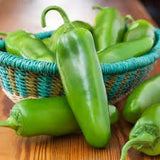 Organic Heirloom Jalapeno in a woven basket on a wooden surface
