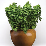 Potted Organic Heirloom Genovese Basil on a white background