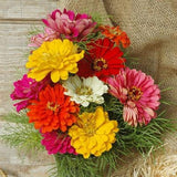 Organic Heirloom State Fair Zinnia Flower Seed Mix including yellow, pink, and red on a rustic background.