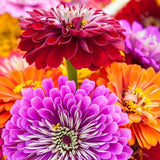 Close-up of colorful Organic Heirloom State Fair Zinnia Flower Seed Mix including red, purple, and orange.