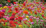 Organic Heirloom State Fair Zinnia Flower Seed Mix in a garden setting