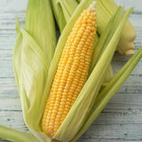Organic Heirloom Early Golden Bantam Sweet Corn with green husks on a wooden surface