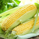 Two ears Organic Heirloom Early Golden Bantam Sweet Corn on the cob with green husks on a striped cloth.