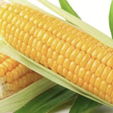 Two ears of Heirloom Organic Golden Cross Bantam Sweet Corn with green leaves on a white background