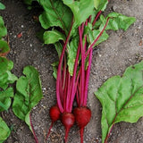 Bunch of Organic Heirloom Tall Top Early Wonder Beet with green leaves on a soil background