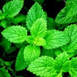 Close-up of Organic Heirloom Spearmint leaves with a dark background