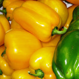 Close-up of yellow and green Organic Heirloom Calwonder Bell Pepper 