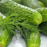 Organic Heirloom Poinsett 76 Cucumbers with dill on a white background