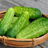 Organic Heirloom Poinsett 76 Cucumbers in a woven basket on a wooden surface