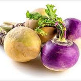 Heirloom Organic American Purple Top Rutabaga with green tops on a white background