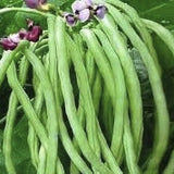 RARE ENDANGERED Cynthia Bean (COWPEA) Extremely Rare Endangered Plant Speciess on a green leafy background