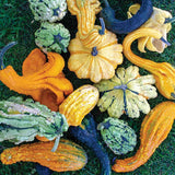 Heirloom Organic Autumn Wings Gourds on a grassy background