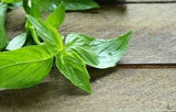 Heirloom Organic Lemon Basil on a wooden surface