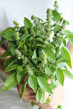 Bouquet of fresh green Heirloom Organic Lemon Basil leaves held by a person