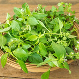 Heirloom Organic Lemon Basil in a woven basket on a wooden surface
