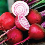 Heirloom Organic Chioggia Guardsmark Beet with a few sliced open, showing concentric circles, on a green background.