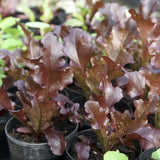 Close-up of Heirloom Organic 8 Lettuce Salad Bowl  in pots with a blurred background