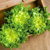 Fresh Heirloom Organic Green Curled Ruffec Endive in a wooden box on a rustic fabric background