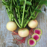 Asian Heirloom Organic Watermelon Radishes with green stems on a wooden surface, one sliced to show pink interior.