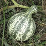 Heirloom Organic Green Striped Cushaw Pumpkin on the ground with grass and leaves in the background