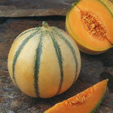 RARE HEIRLOOM Organic Charentais Melon (Aka French Cantaloupe) with one sliced open on a wooden surface
