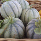 RARE HEIRLOOM Organic Charentais Melon (Aka French Cantaloupe)