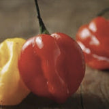 Three Heirloom Organic Red Scotch Bonnet Seeds (Aka Bonney Peppers, Caribbean Red Peppers) on a wooden surface with a dark background
