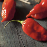 Heirloom Organic Red Scotch Bonnet Seeds (Aka Bonney Peppers, Caribbean Red Peppers) on a dark wooden surface