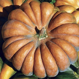 Close-up of a large RARE Heirloom Organic Cinderella Pumpkin (Musquee De Provence Pumpkin, Fairytale pumpkin) with smaller pumpkins and green leaves in the background.