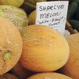Rare Heirloom Organic Sharlyn Melon Seeds (Aka Pineapple Melon, Ananas Melon, Ananas D'Amerique a Chair Verte) with a sign indicating it is white, sweet.