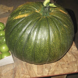 VERY RARE Heirloom Organic Giant Show Winner Pumpkin on a wooden surface with green apples in the background