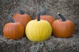 Four VERY RARE Heirloom Organic Giant Show Winner Pumpkins of different colors on a hay bale