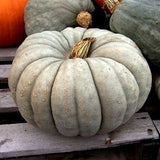 RARE Organic Heirloom Jarrahdale Pumpkin on a wooden pallet with other pumpkins in the background