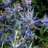 Close-up of Heirloom Organic Blue Sea Holly Flower with green leaves on a blurred natural background