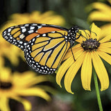 Monarch butterfly on a Heirloom Organic Black-eyed Susans Flower with a blurred natural background