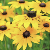 Close-up of Heirloom Organic Black-eyed Susans Flower with brown centers on a green background